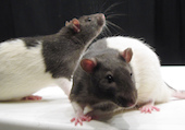 Researchers show that when given a choice, rats repeatedly choose social interaction over self-administration of heroin or methamphetamine.