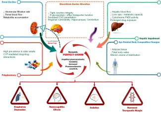 Schematic diagram illustrating how age-related factors like renal decline and polypharmacy create a "perfect storm" for opioid toxicity.